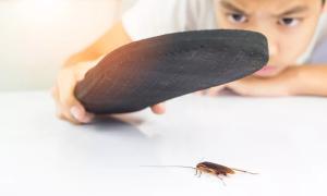  اصنعي بنفسك عجينة الصراصير في البيت 